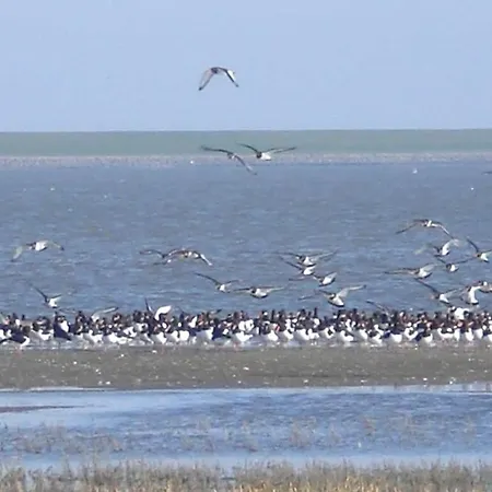 Pippert Comfortable Warwerort