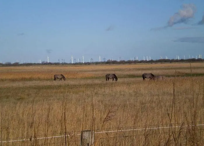 Vakantiehuis Pippert Comfortable *