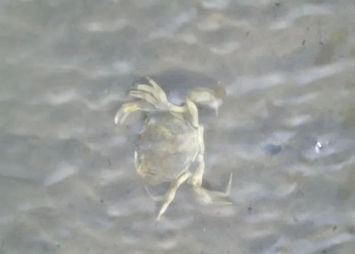 Vakantiehuis Pippert Comfortable *