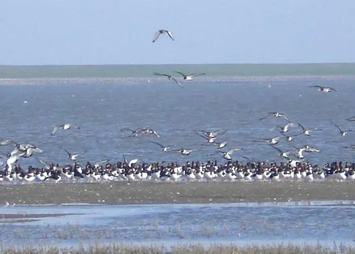 Pippert Comfortable Warwerort